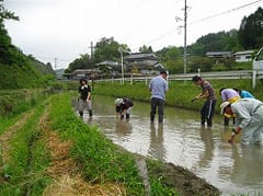 田植えの風景