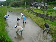 田植えの風景