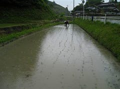 田植えの風景