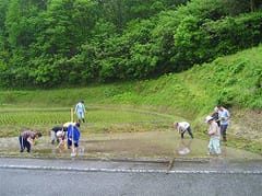 田植えの風景